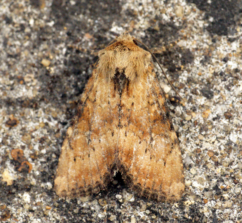 Apamea scolopacina