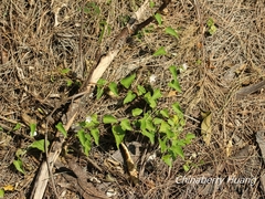 Jacquemontia paniculata