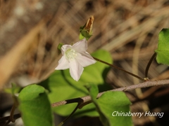 Jacquemontia paniculata
