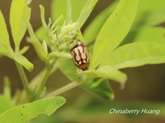 Phola octodecimguttata