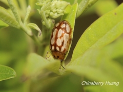 Phola octodecimguttata