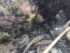 Bathygobius ramosus