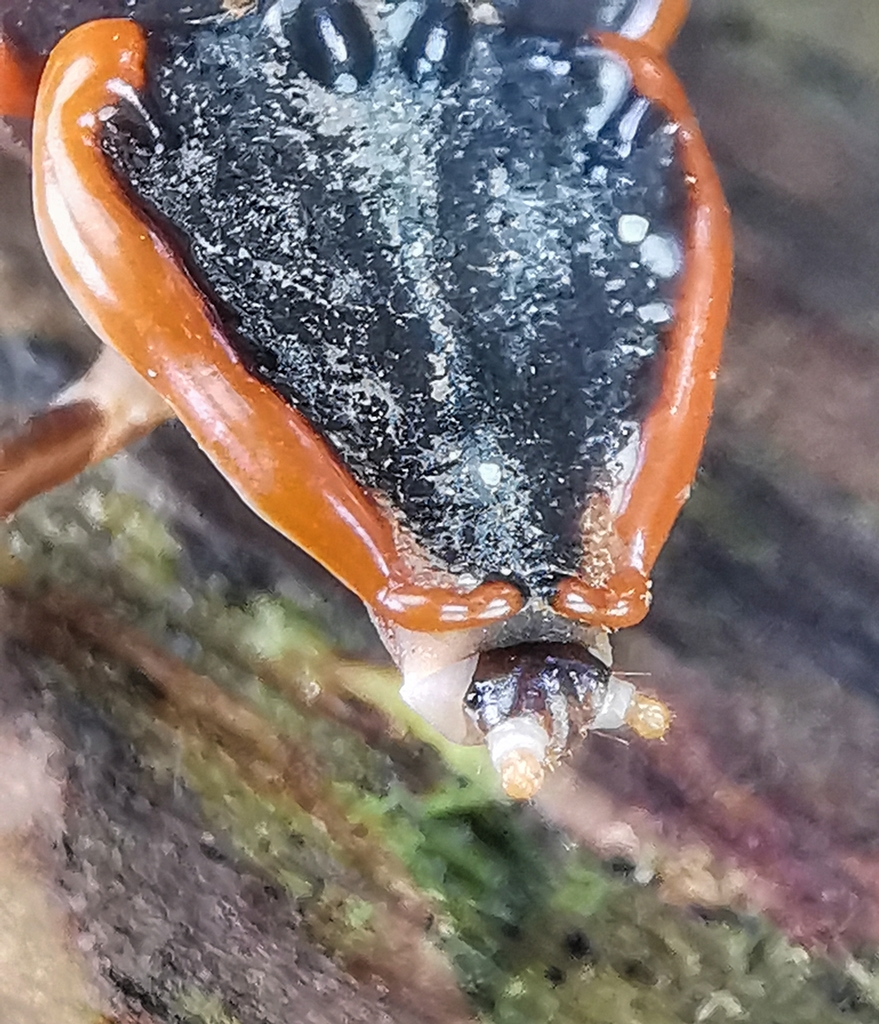 Platerodrilus ngi