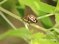 Phola octodecimguttata