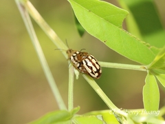 Phola octodecimguttata
