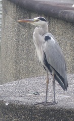 Ardea cinerea