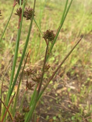 Juncus holoschoenus
