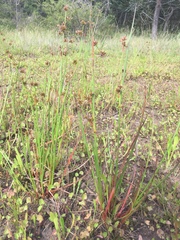 Juncus holoschoenus