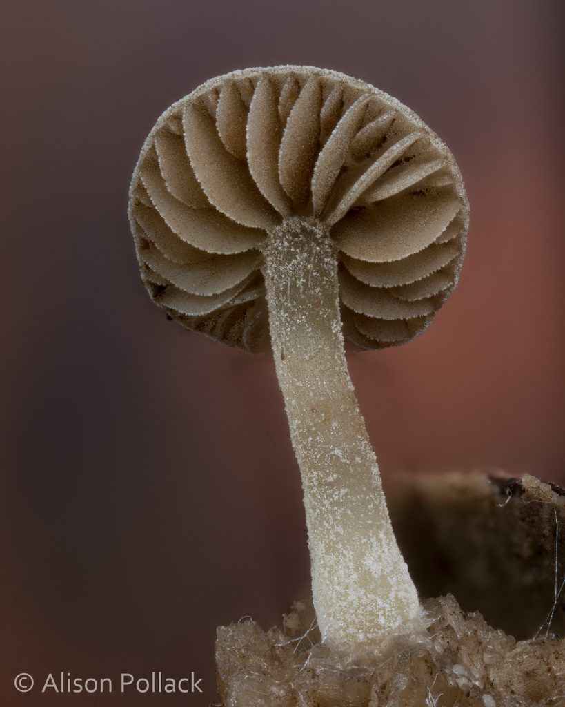 Simocybe sp. 'haustellaris-PNW01'