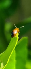 Nisotra bicolorata