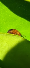 Nisotra bicolorata