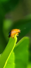 Nisotra bicolorata