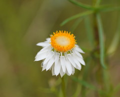 Xerochrysum viscosum