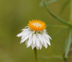 Xerochrysum viscosum