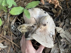 Lactarius argillaceifolius megacarpus