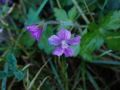 Geranium nepalense thunbergii