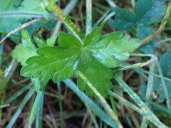 Geranium nepalense thunbergii