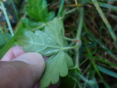 Geranium nepalense thunbergii