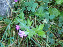 Geranium nepalense thunbergii