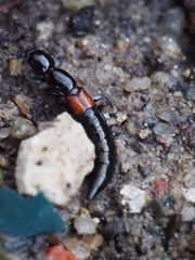 Thyreocephalus