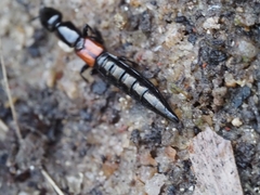 Thyreocephalus