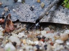 Thyreocephalus