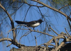 Rhipidura leucophrys
