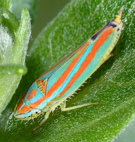 Versute Sharpshooter