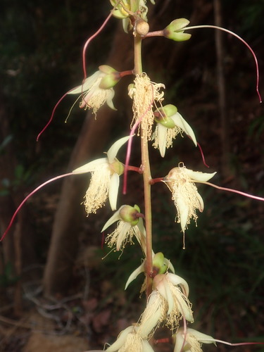 Barringtonia racemosa image