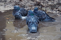 Columba livia domestica