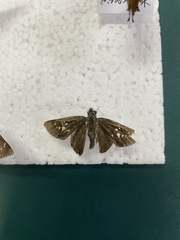 Hesperiinae