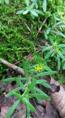 Sedum polytrichoides
