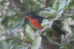 Laniarius erythrogaster