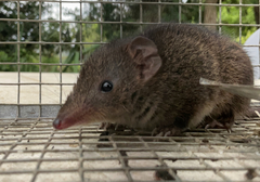 Antechinus mimetes