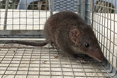 Antechinus mimetes