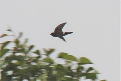 Aerodramus terraereginae