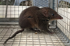 Antechinus mimetes