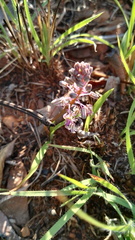 Ledebouria leptophylla