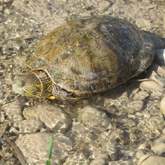 Trachemys gaigeae