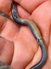 Hemiergis talbingoensis