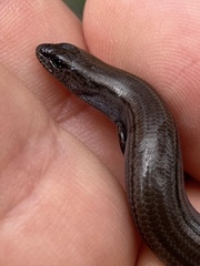 Hemiergis talbingoensis