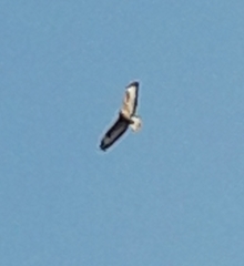 Buteo rufinus
