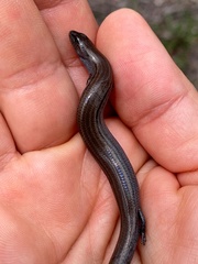 Hemiergis talbingoensis