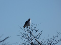 Geranoaetus polyosoma polyosoma