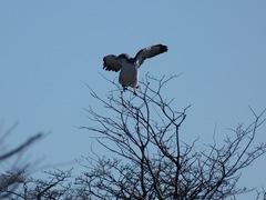 Geranoaetus polyosoma polyosoma