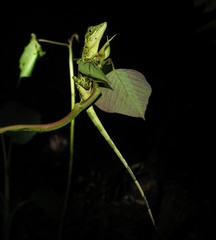 Pseudocalotes tympanistriga