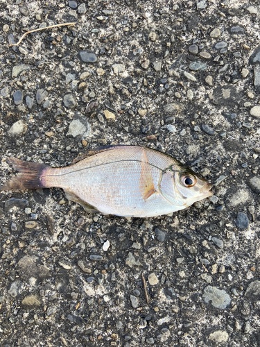 Sea chub (Ditrema temminckii) — Embiotocidae — 5