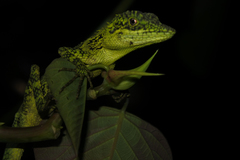 Pseudocalotes tympanistriga