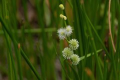 Sparganium subglobosum