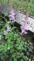 Astilbe rubra